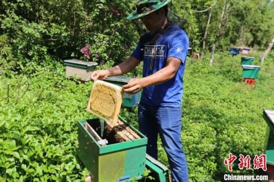 初夏蜜蜂采蜜忙 助农致富更甜蜜