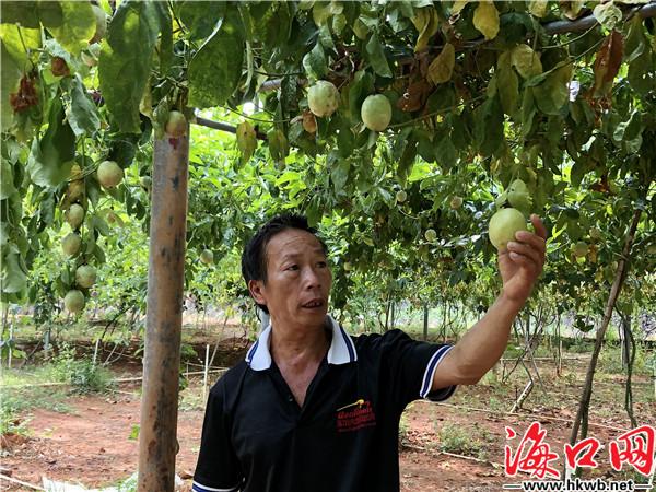 小小百香果铺就致富路