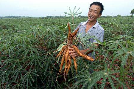 木薯生氰糖苷的质量安全风险防控指导意见