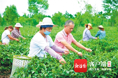 澄迈苦丁茶“泡”出甘甜味