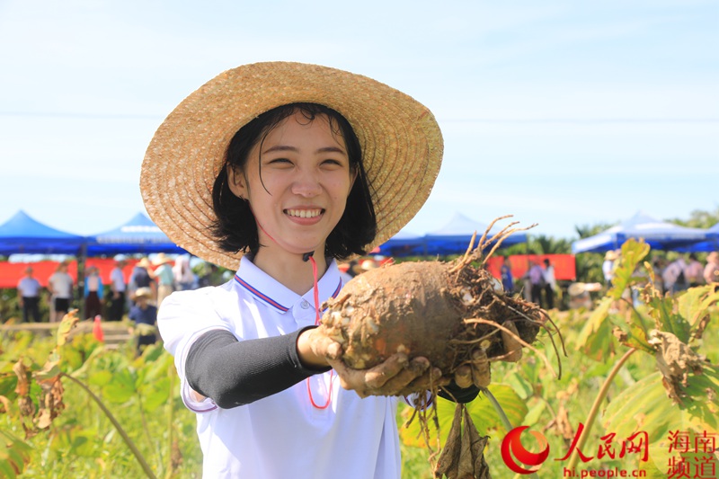 “香芋新竹、爱芋浓浓”消费扶贫采摘节启动