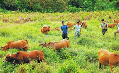 澄迈：“脱贫犁”耕好“小康田”