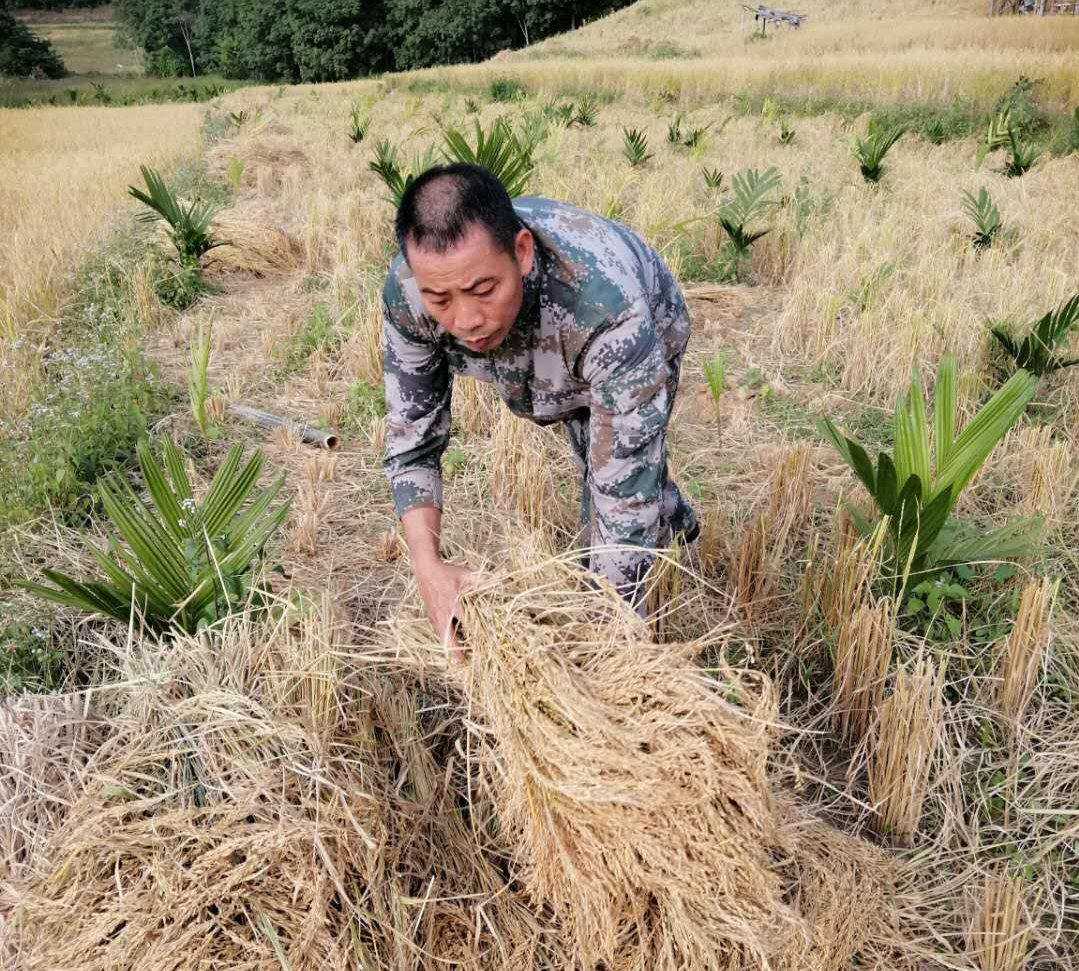 山兰旱稻引领乡亲们走上了致富路