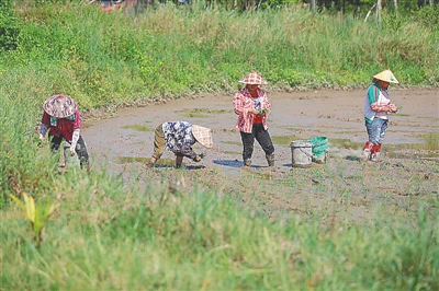 海南因地制宜采取多种措施应对旱情