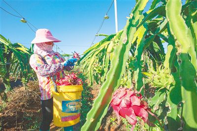 海垦土货变身上海滩“佳果” 16吨柚子、木瓜和火龙果亮相上海高端商超