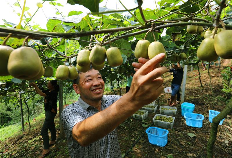 贵州赤水：红心猕猴桃抢“鲜”上市