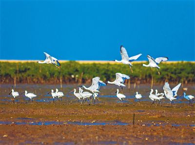 东方四必湾湿地被列入国家重要湿地名录