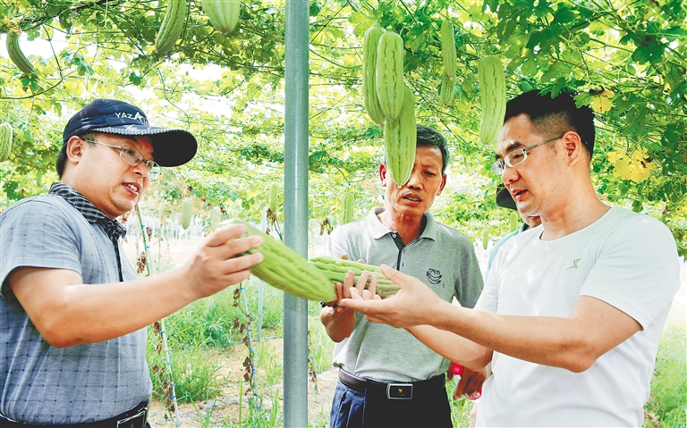 观摩新品种 学习新技术