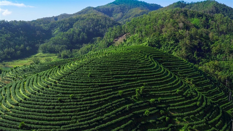 水满茶坚持原生态种植：水满清茶添新味