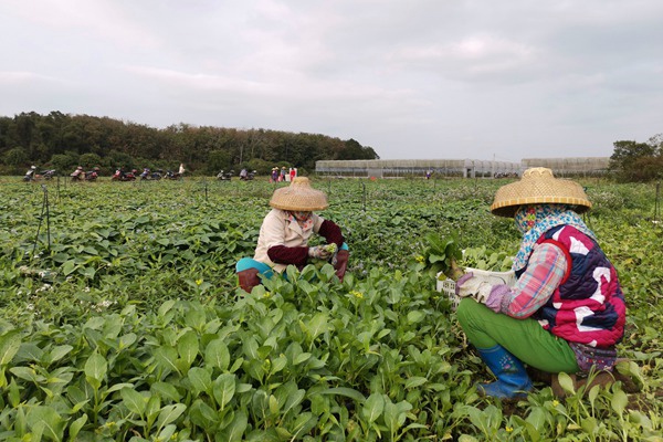 台风季海口多举措保供稳价 18种蔬菜均价调至3.21元