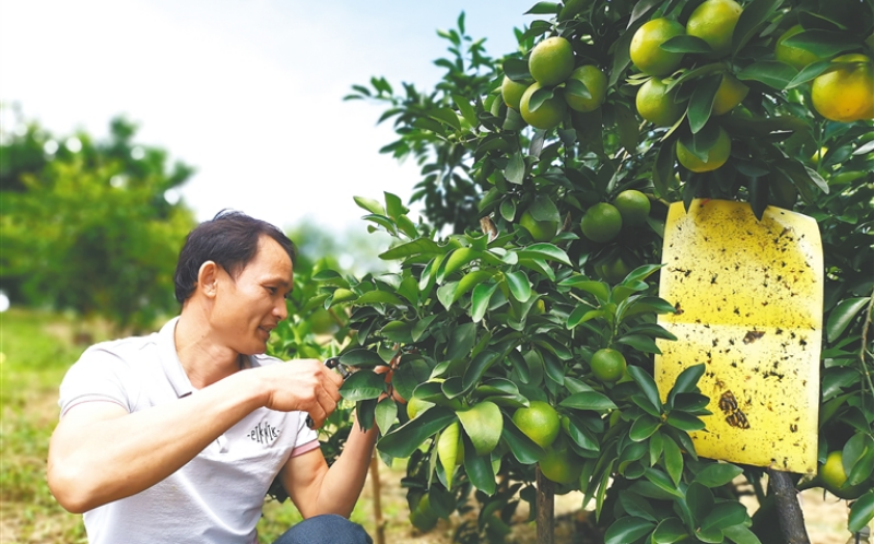 琼中王朝参：往年贫困户 今日绿橙种植能手