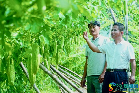 三亚市南繁科学技术研究院为蔬菜种植户送技术 保丰收