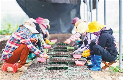 优质冬季瓜菜种苗助农增收