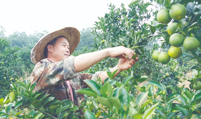 海垦多产业发展带动职工增收致富