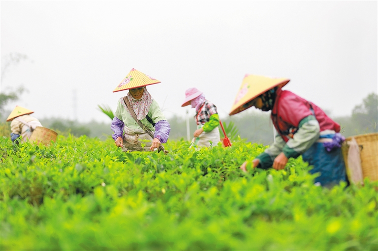 白沙：茶旅融合步新途