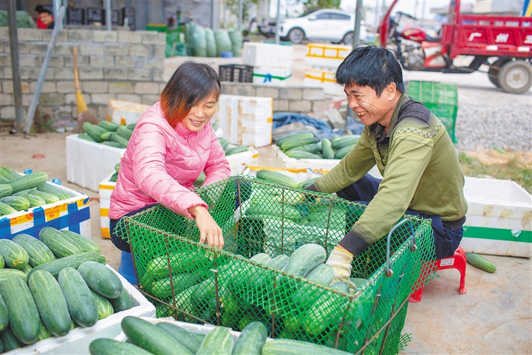 澄迈瑞溪镇：收获田间 乐在心间