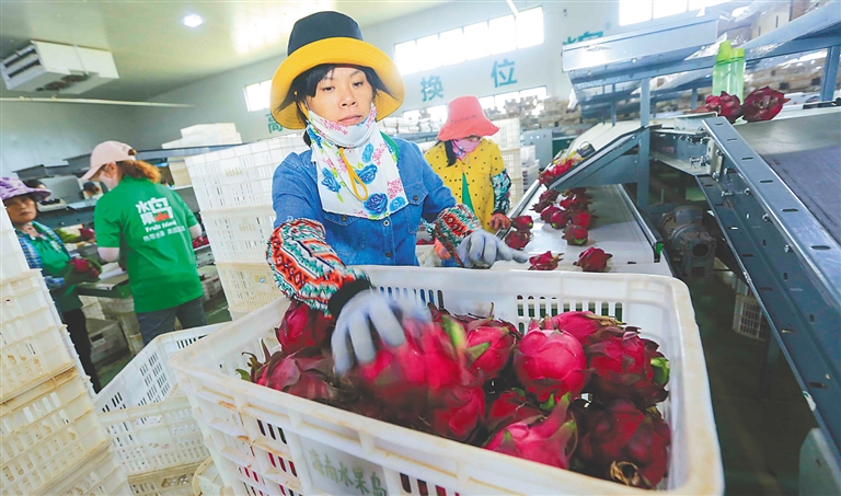 东方：产业兴荷包鼓 勤劳致富劲头足