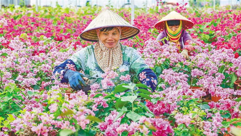 临高花卉产业观光园：花争艳 人争先