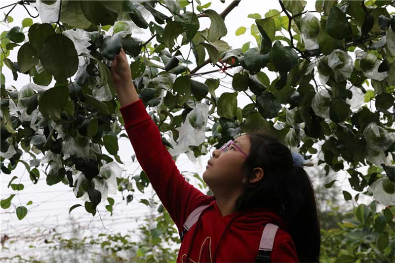 蜜枣采摘研学活动走进海口永群村