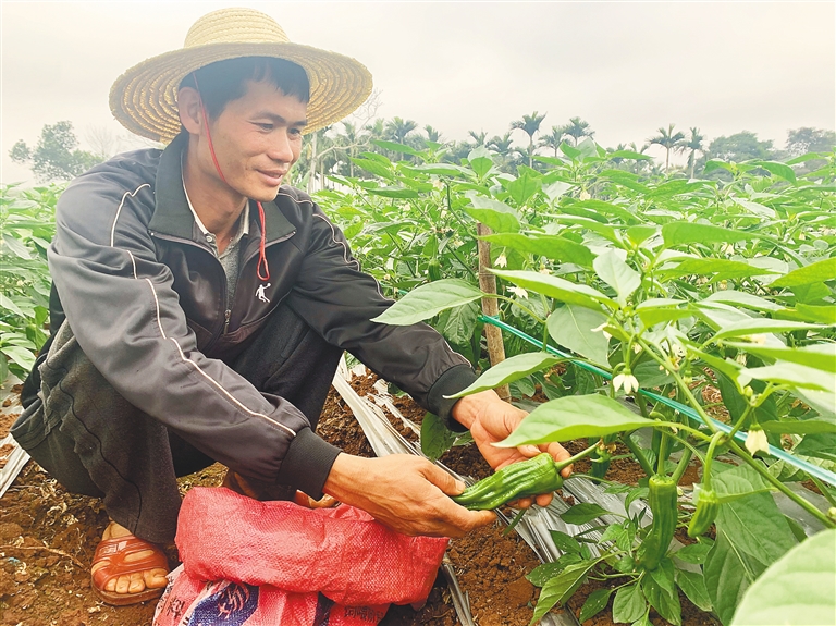 青青辣椒种出红火生活