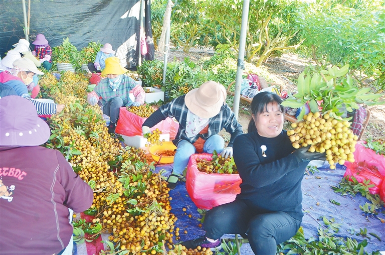 荣光农场种植的反季节龙眼上市啦