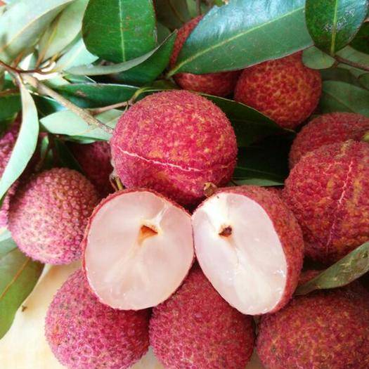 海口市市场监管局发布南岛无核荔枝两项海口市地方标准