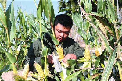 强劲“中国芯” 育种世界粮 巴西玉米在三亚植入中国基因