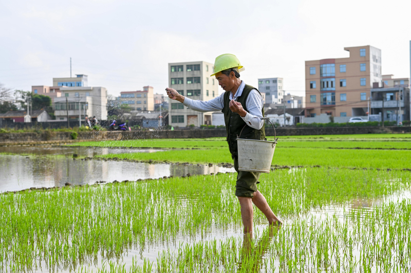 海口农民耕地施肥 田间菜绿苗壮