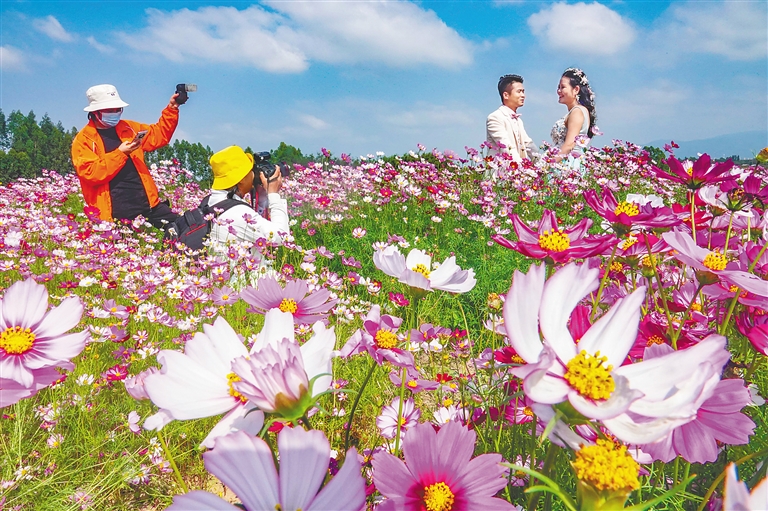 昌江以花为&ldquo;媒&rdquo;聚动能促城市转型