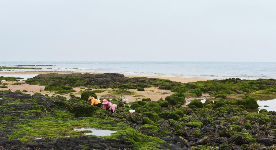 退潮赶海