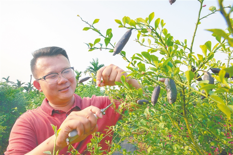 琼海积极引进世界新兴名优水果 大力提高农业效益