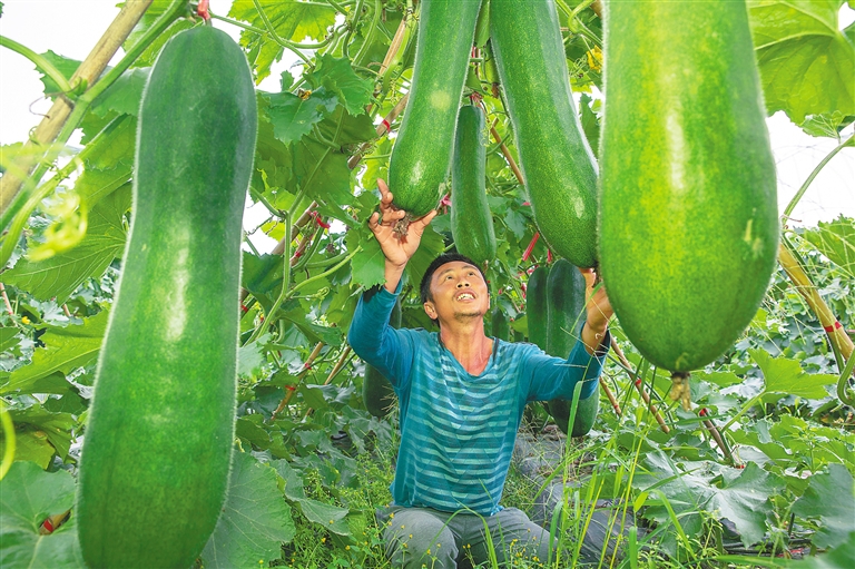 文昌文教镇：做大特色品牌 助力乡村振兴