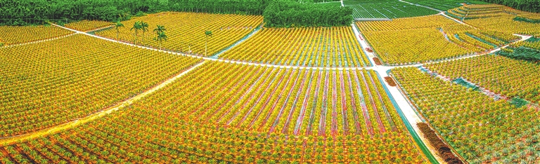 致富果 遍田野