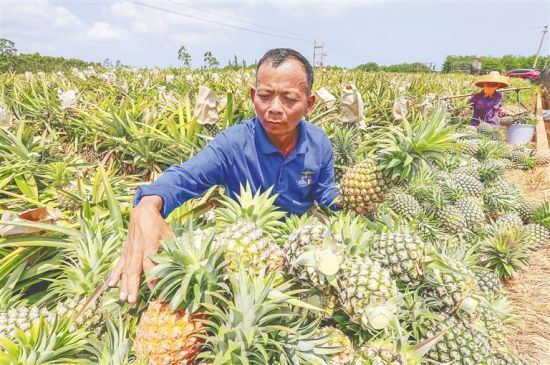 临高：凤梨成熟季田间采摘忙