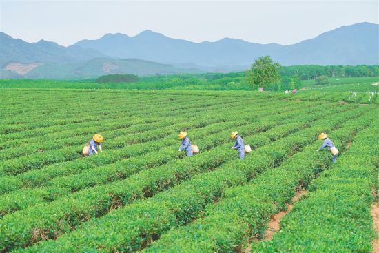 海垦白沙绿茶生态茶园获评T20最美生态茶园