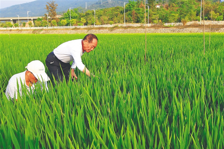 追记袁隆平与海南50余年的不解情缘