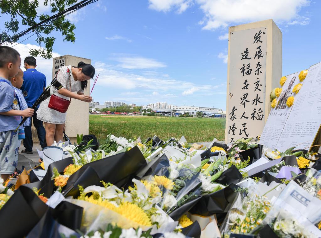 稻田旁的追思
