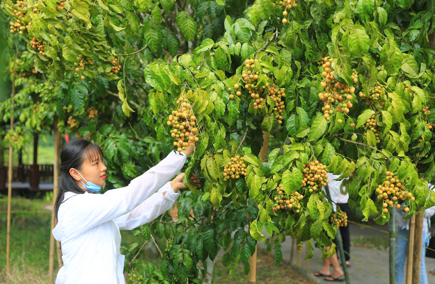 儋州万亩黄皮上市 果农喜迎丰收