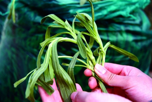 错食野菜被送进医院！这些野菜“安全”原则要遵守