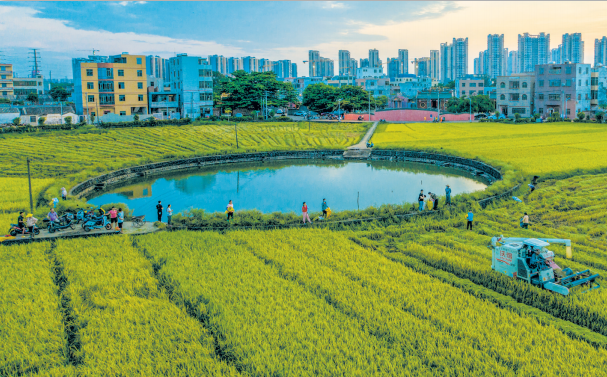 海口市秀英区文毓村迎来水稻丰收