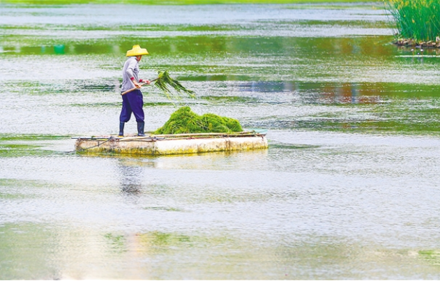 打捞水草还“一湖碧水”