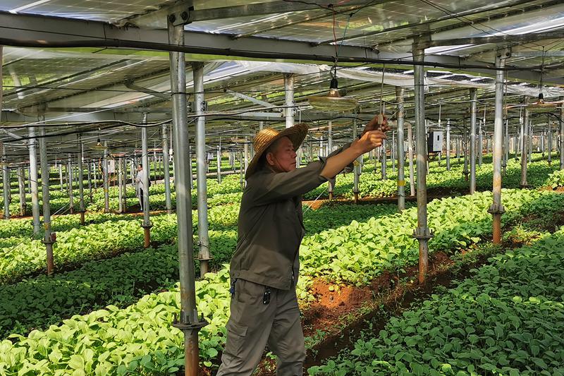 海口菜篮子探索光伏大棚模式 破解本地叶菜种植难题