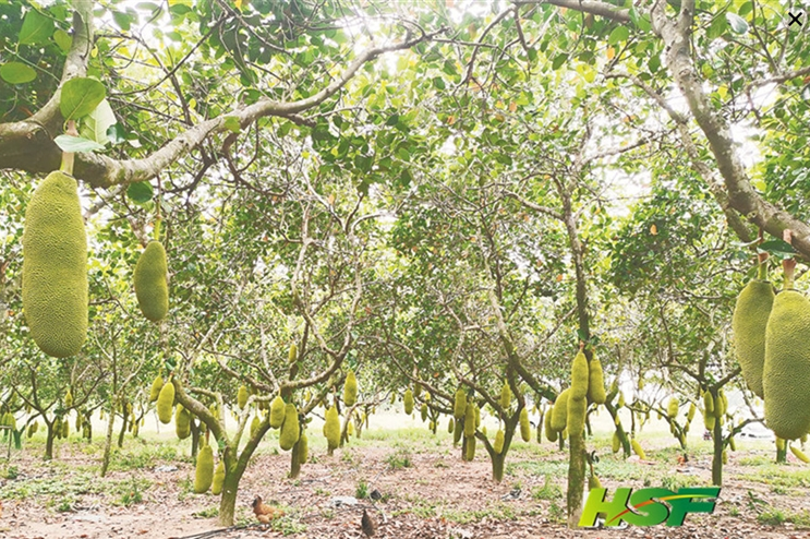 海垦西联农场公司打造1650亩红肉波罗蜜标准化种植基地