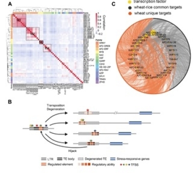 研究揭示麦类特异转座子重塑小麦环境适应的调控网络