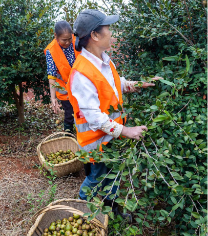 探秘茶油生产  解锁头部品牌硬实力