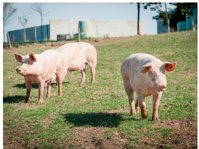 生猪期货与现货市场并行 推动我国生猪产业保供稳价