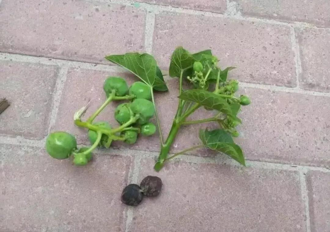 食用7至8粒可致死！海口食安办发布&ldquo;麻风果&rdquo;消费提示