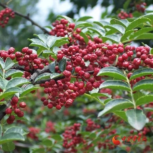 河南洛宁石门村：“三变”花椒产业谋致富