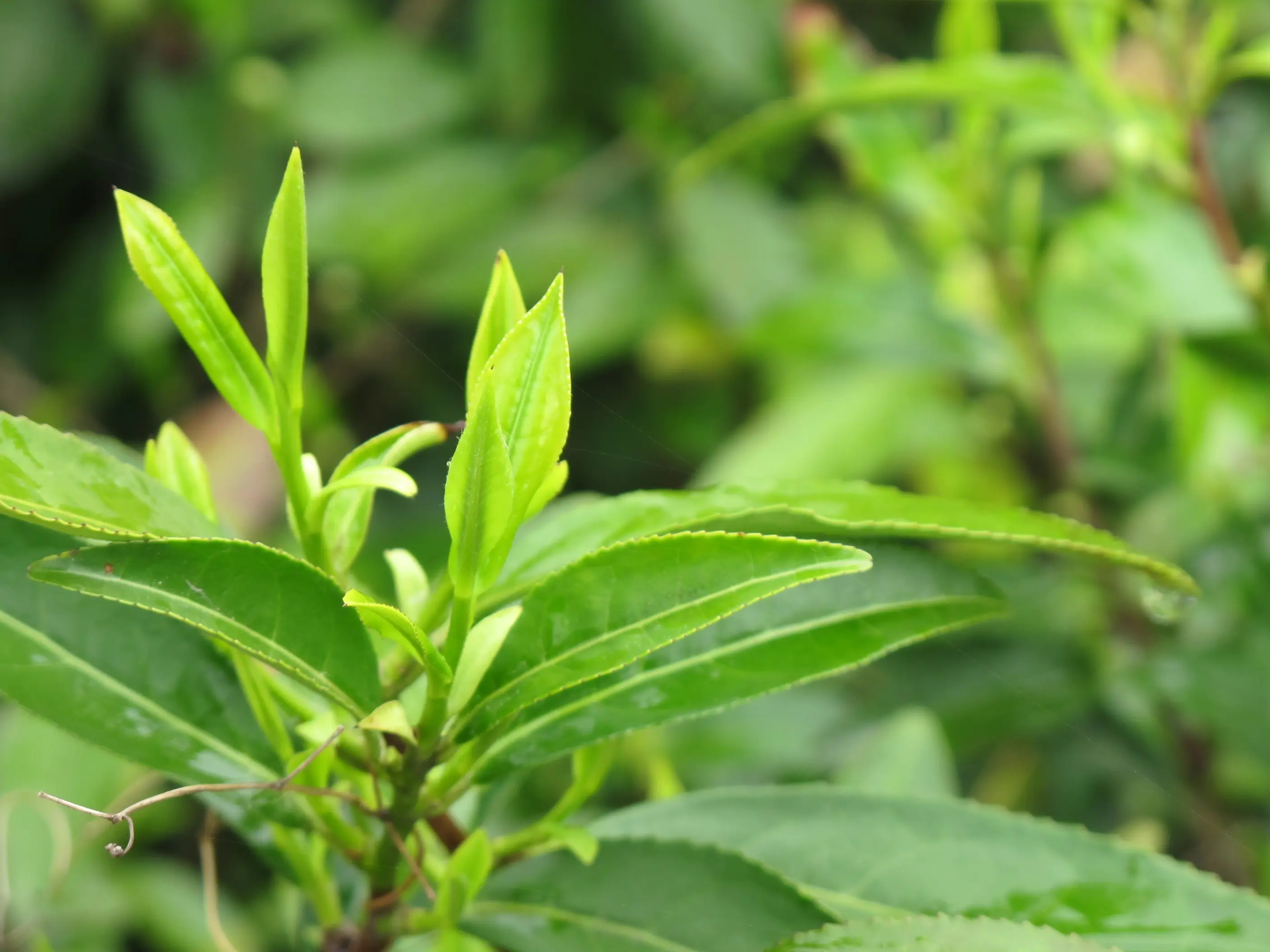 春来茶香撷绿芽（上）