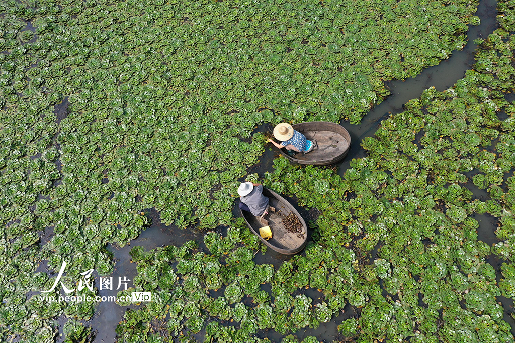 浙江长兴：水乡采菱忙